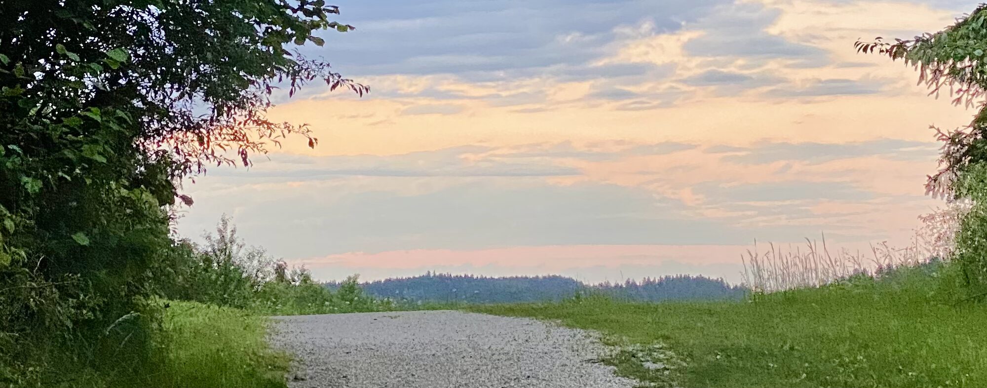 Ein Waldweg, der zwischen Bäumen in eine weite Landschaft führt