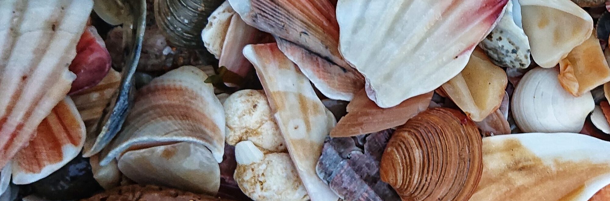 Bunte Muscheln am Strand, zu viele Dinge