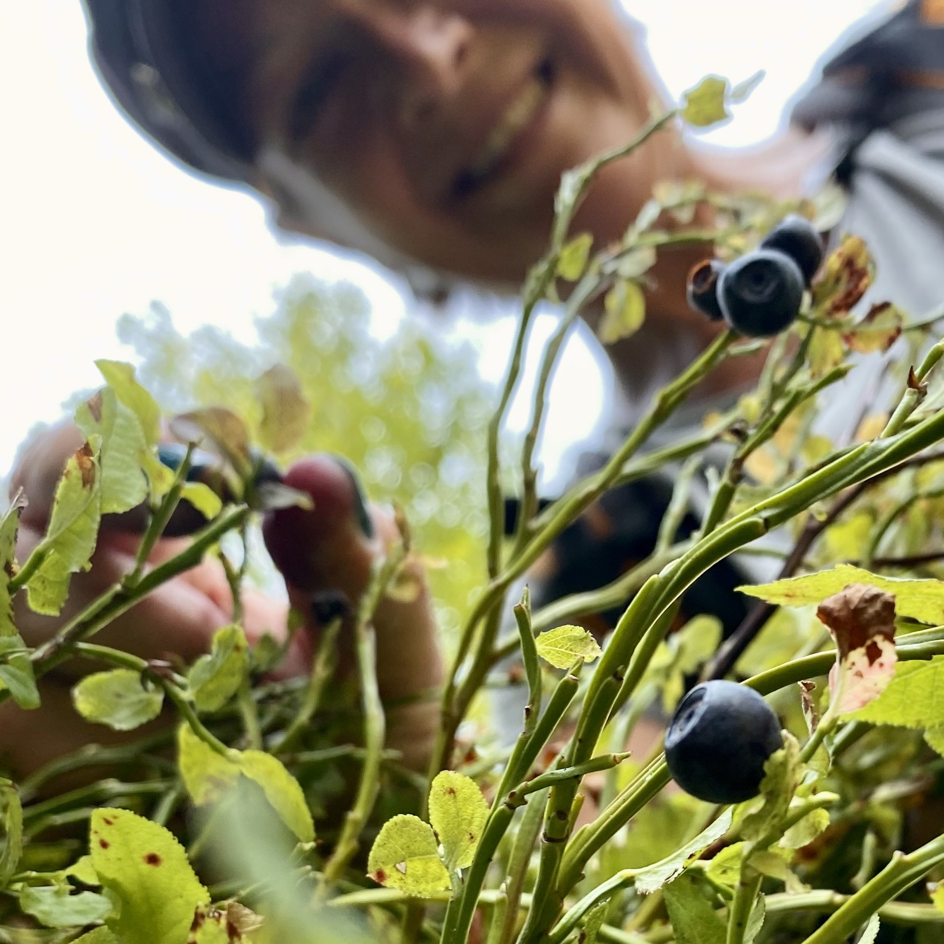 Im Vordergrund ein Heidelbeerstrauch mit reifen Beeren, im Hintergrund unscharf ein lachendes Gesicht