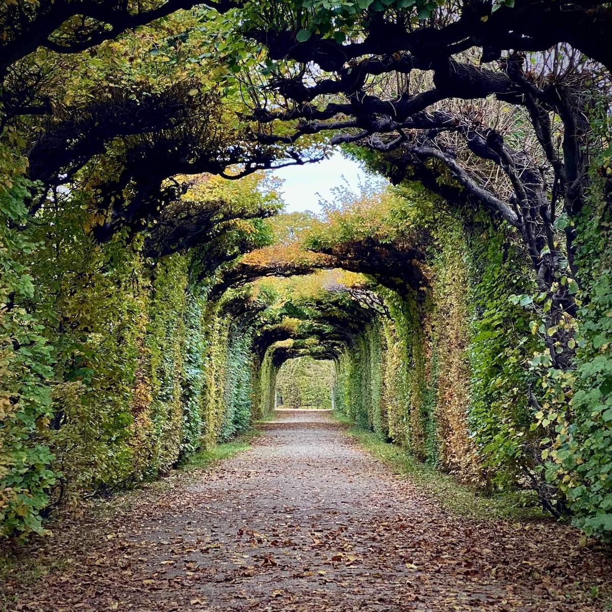 Ein von Bäumen gebildeter lichter Tunnel im Wiener Schlosspark Schönbrunn