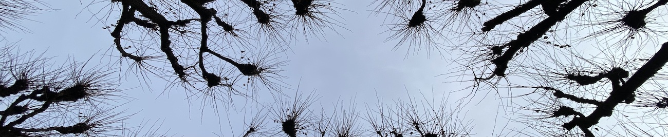 Herbstlich kahle Bäume gegen bewölkten Himmel, von unten fotografiert