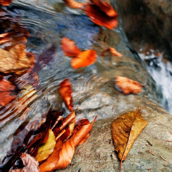 Bunte Herbstblätter in einem Bach