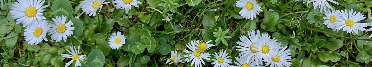 Blühende Gänseblümchen in einer Wiese
