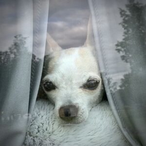 Ein Chihuahua hint dem Fenster eines Campervans